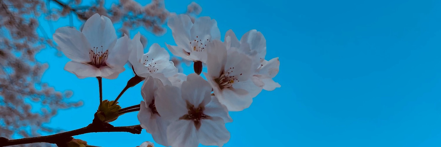 sakurash901's profile banner image
