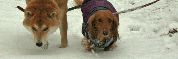 真希ナルセ（マキ） banner