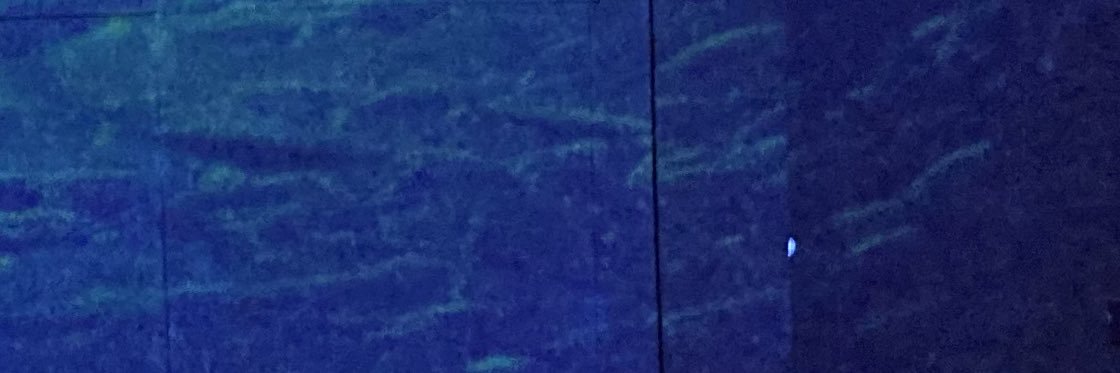 澡魚🫧🐠 banner
