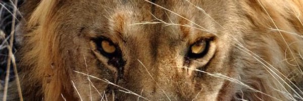 IsaiahTaylor0 Profile Banner