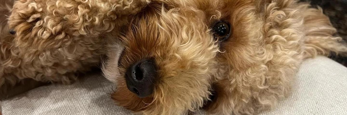 gracheea's profile banner image