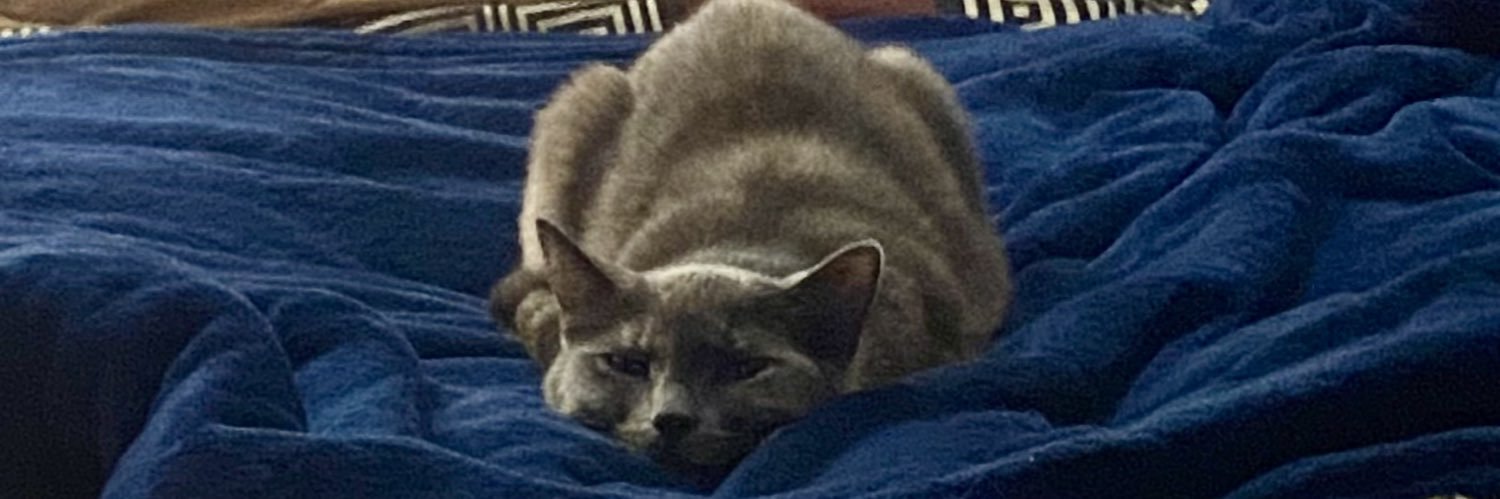 Felis Magnus banner