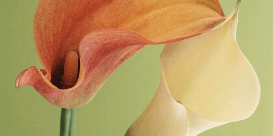 NSobjak's profile banner image
