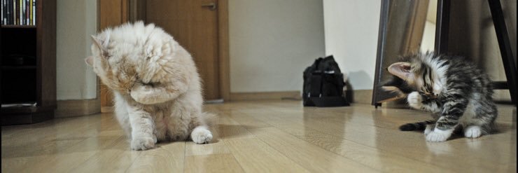 정어리/랠라리 banner