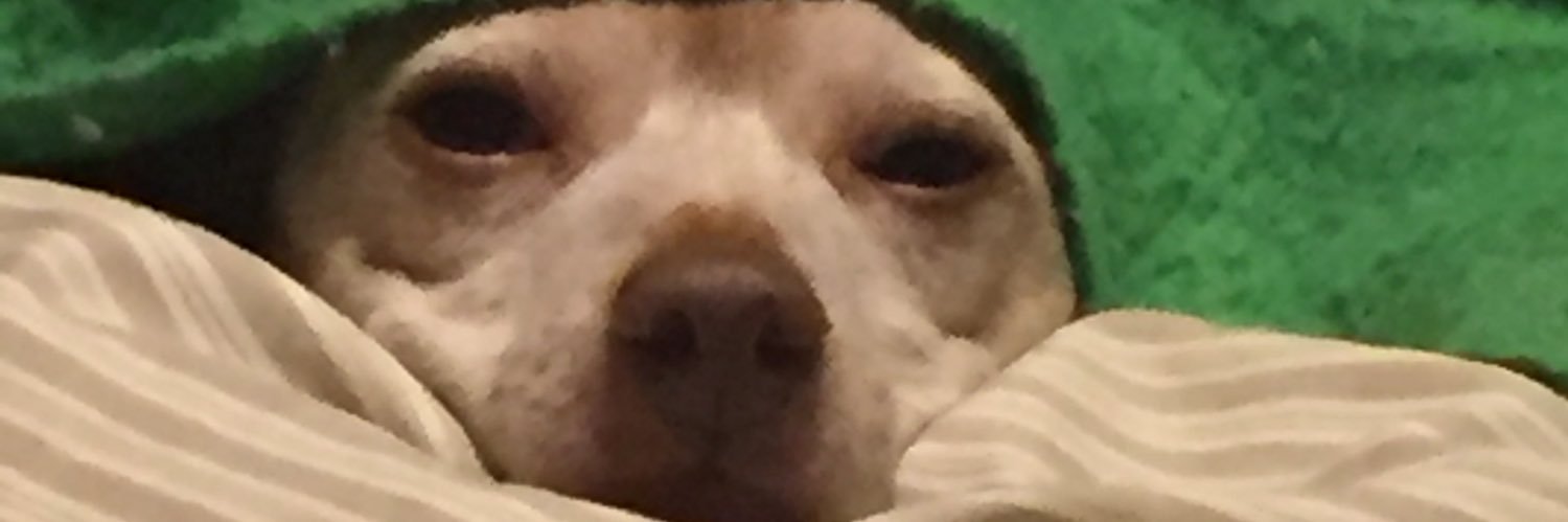 silly_dan's profile banner image