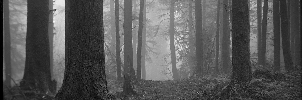 nsardi's profile banner image