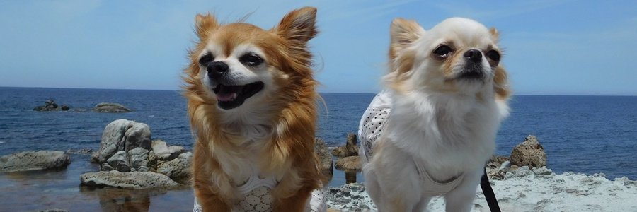 marincocoa's profile banner image