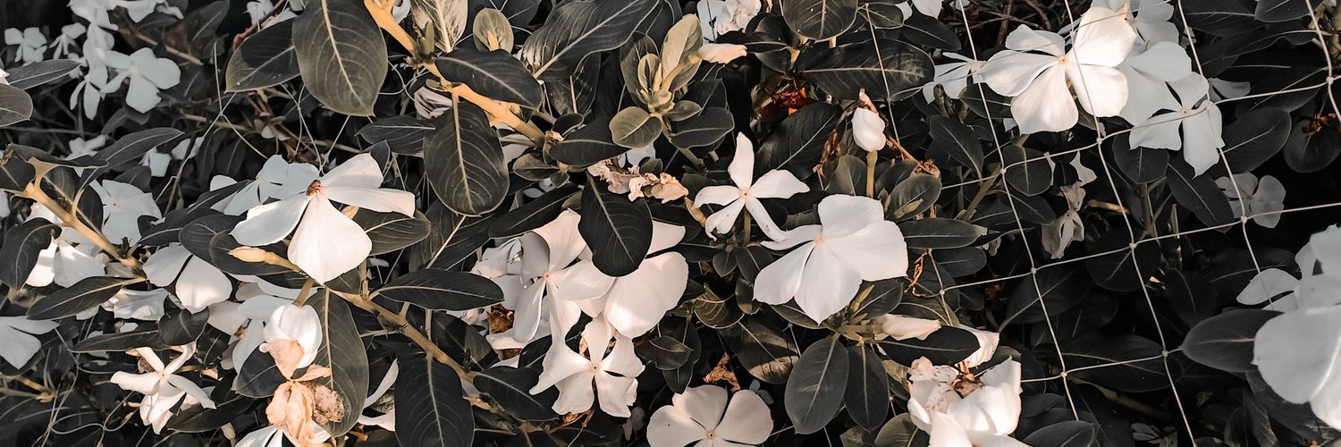 farahannsa's profile banner image