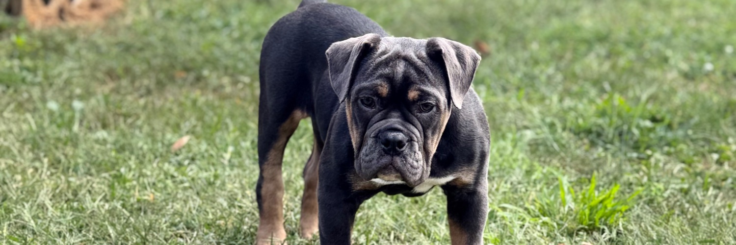 Shane McConnell banner