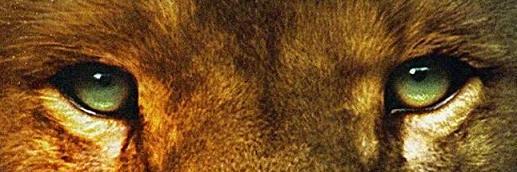 Portogallo11's profile banner image