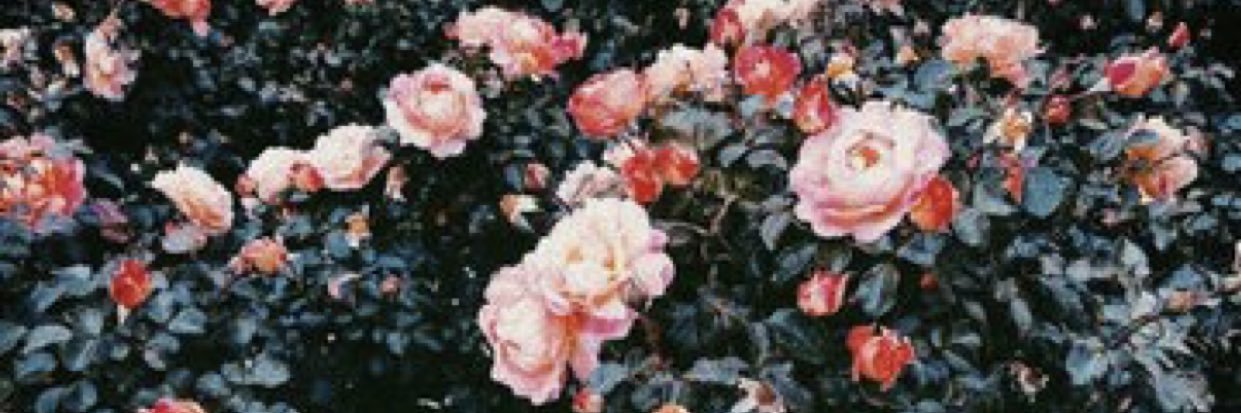 ppamelopez's profile banner image