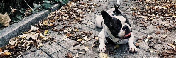 doc_ltdr Profile Banner