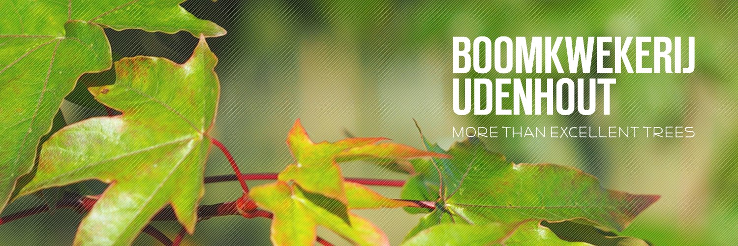 UdenhoutTrees's profile banner image
