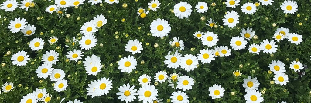 bellmong's profile banner image