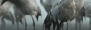 tafreshbehrokh's profile banner image