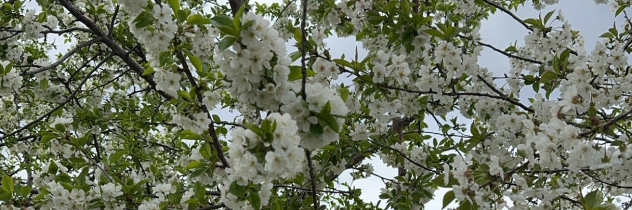 BubbleBerry🫧 banner