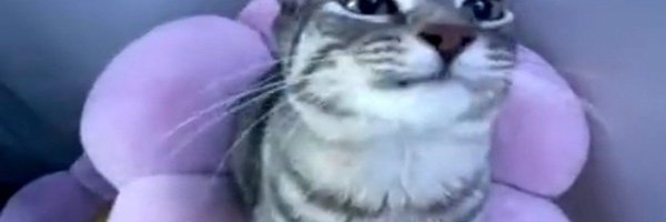 honk_c Profile Banner