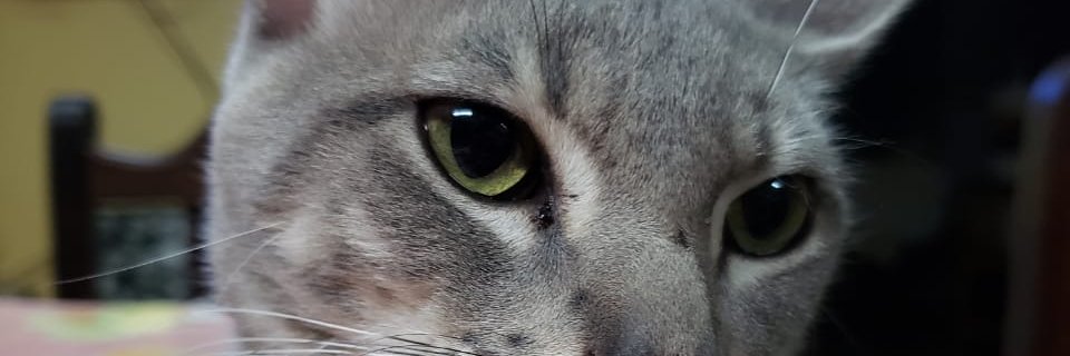 Sebaablanco's profile banner image