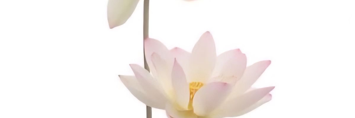 melodylilak's profile banner image