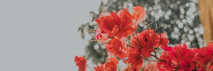 Alvi Erviana S banner