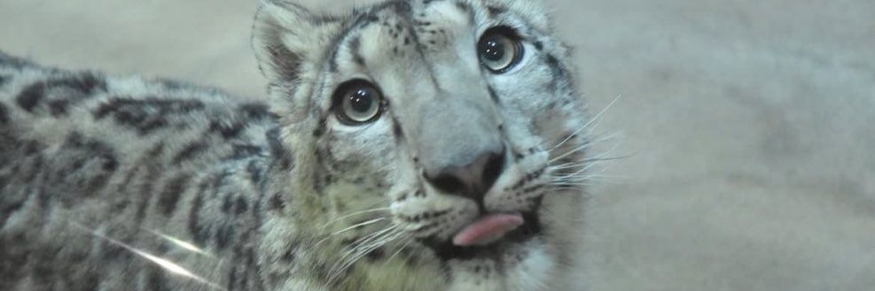 sillymeowy_'s profile banner image