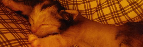 __sierit Profile Banner