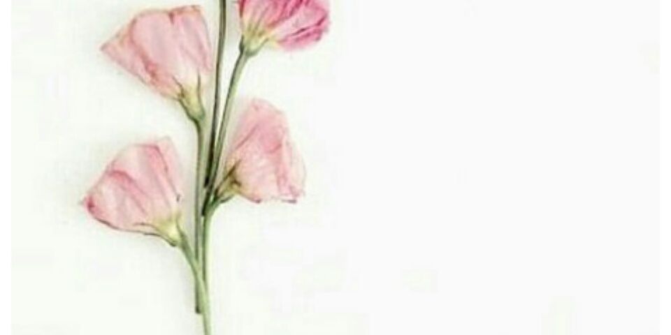desiSWR's profile banner image