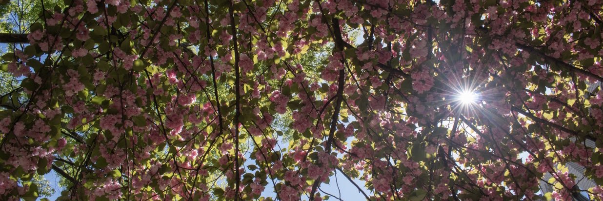 anniepopjoy's profile banner image