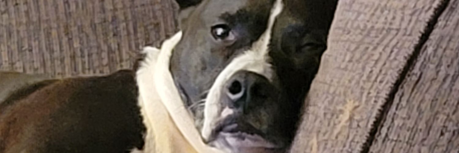 okcats2's profile banner image