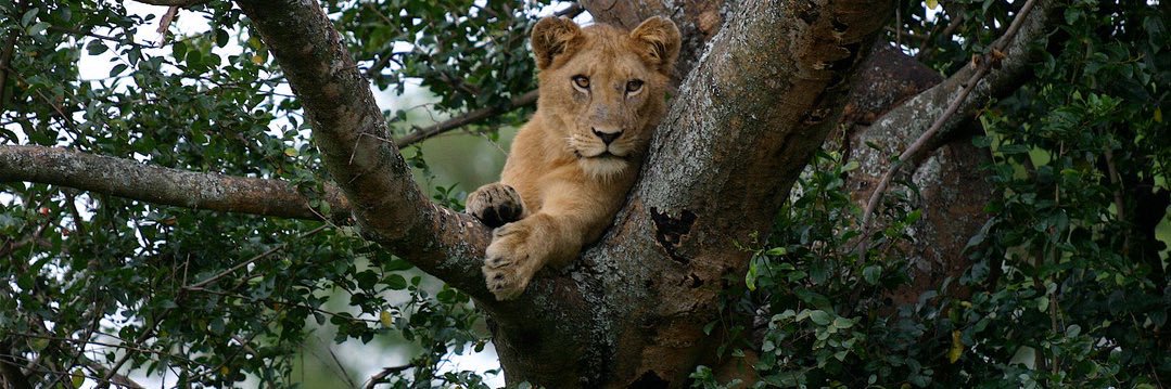 Early Worm 🪱 banner