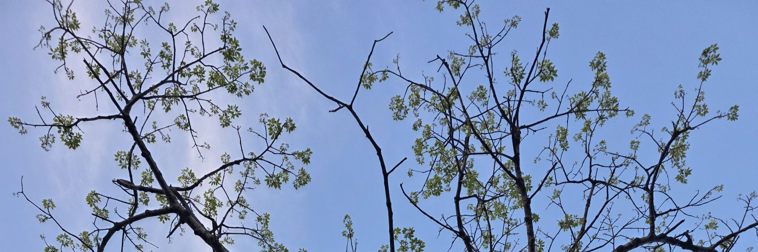 existentialand's profile banner image