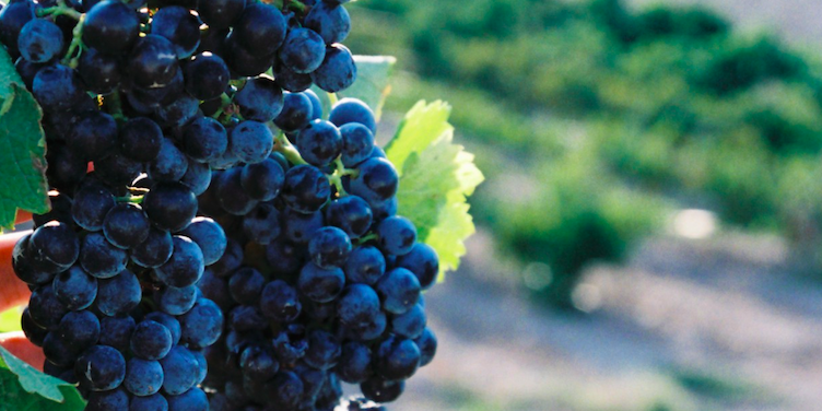 Pago de Cirsus banner