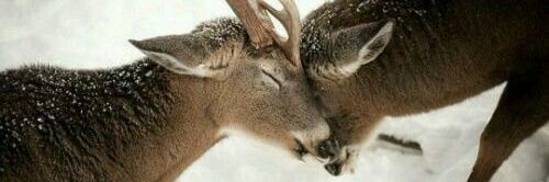 deerangelic𐂂 (-3/18) banner