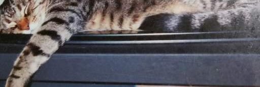 ecthelion0706's profile banner image