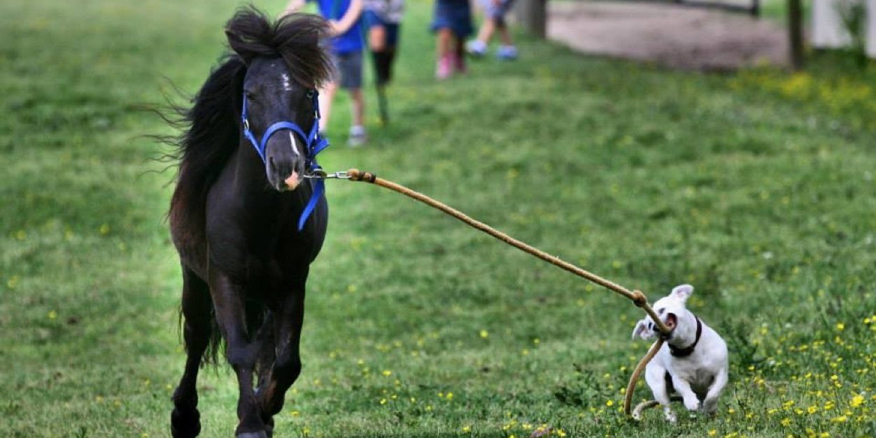 PonyDynasty's profile banner image