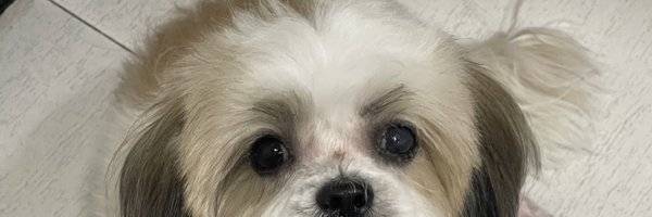 BaljeetB0T Profile Banner