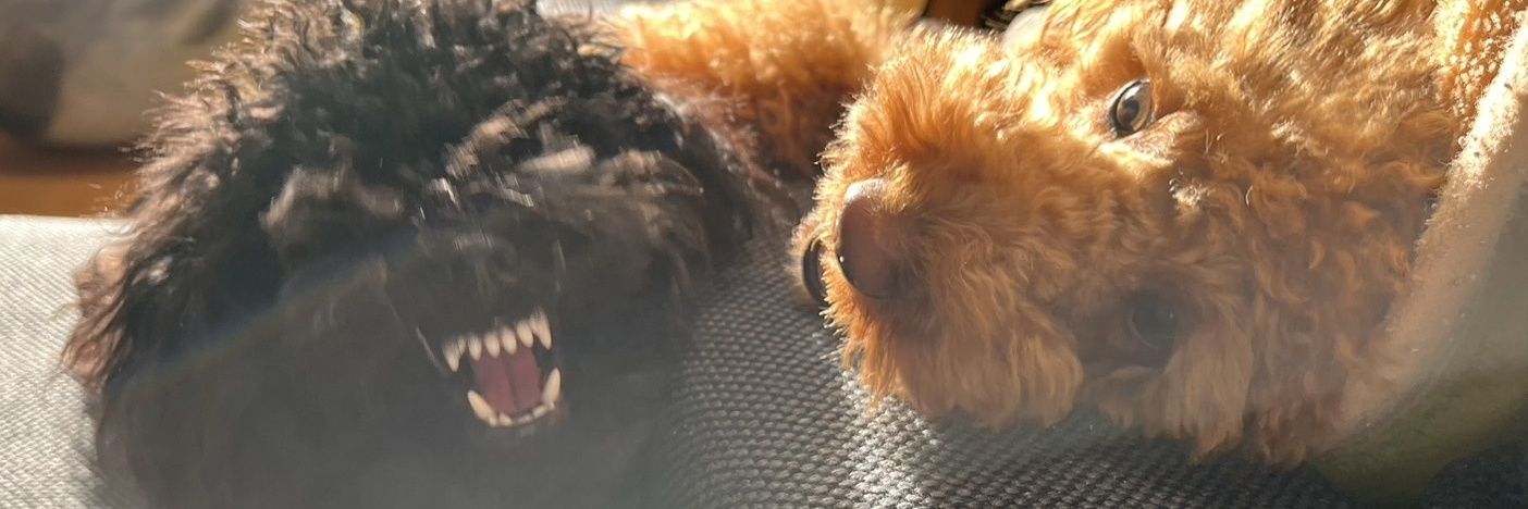 あんみーあん banner