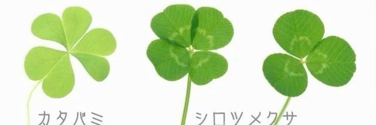 clovernatic's profile banner image