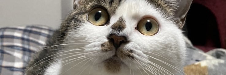 Dashiguma's profile banner image