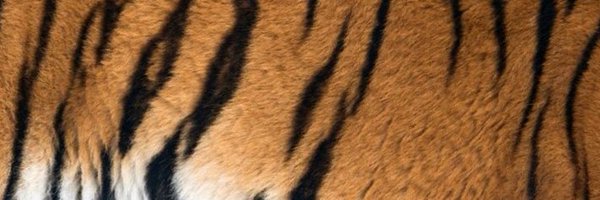 JAYBIE_NF Profile Banner