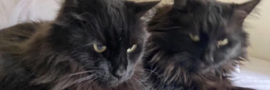 Dana Resnick Gentry banner