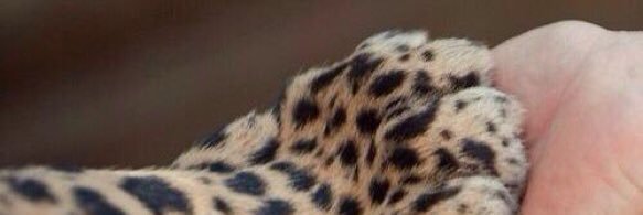 ghizalaavan's profile banner image