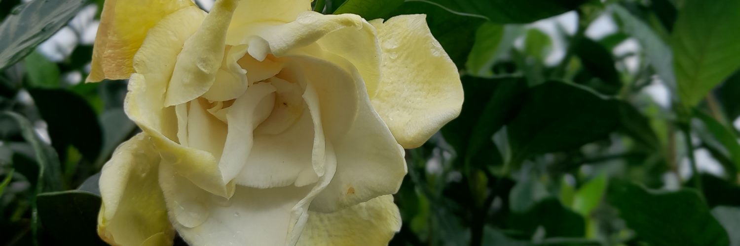 jayberry314's profile banner image