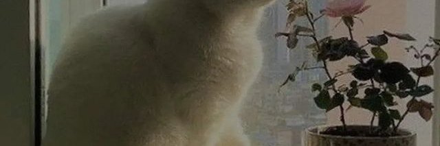 Cubbage_90le38's profile banner image