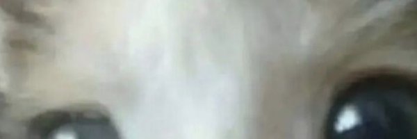 TophatTurtleVA Profile Banner