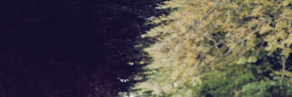 __wildlife__'s profile banner image