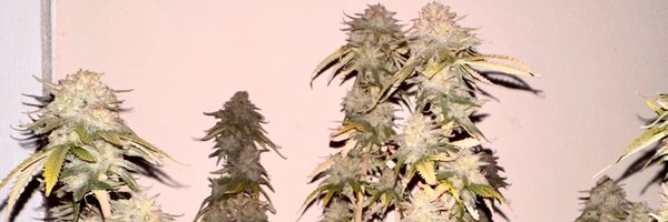 Dankmaster1996 Profile Banner