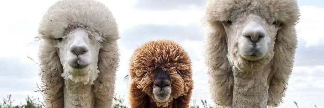 ExodusSuss's profile banner image