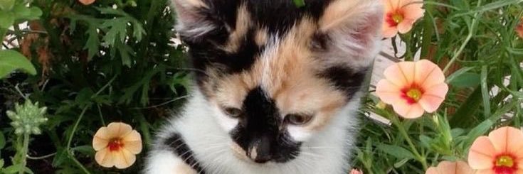 tinysoftwhisper's profile banner image