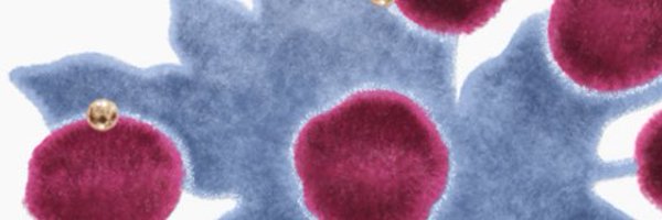 kafuu_kt Profile Banner